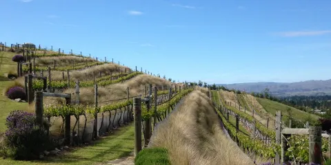 Clyde Village Vineyard