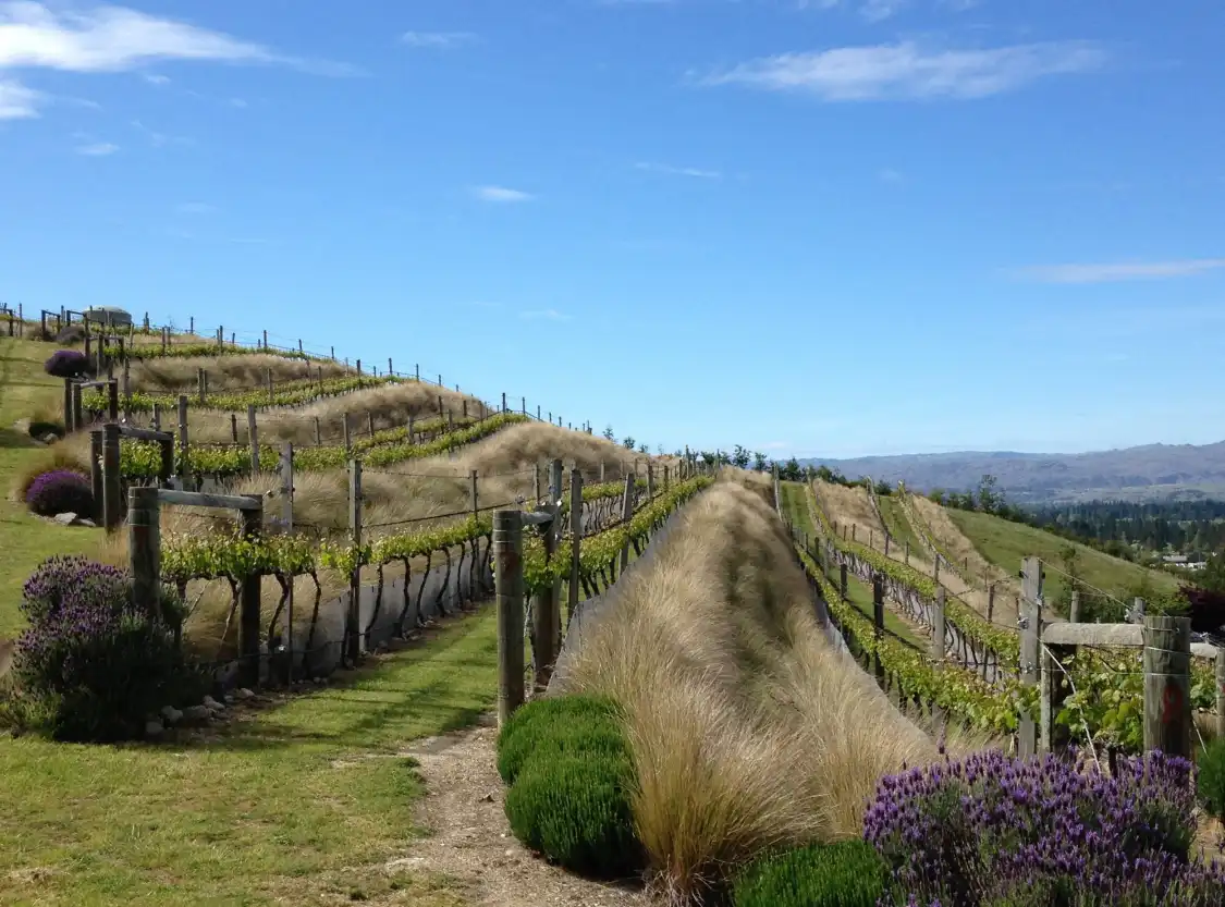 Hotels near Clyde Village Vineyard