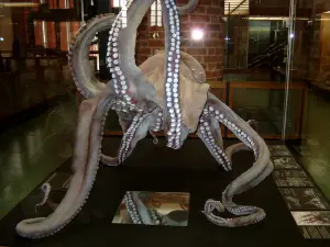 MEERESMUSEUM