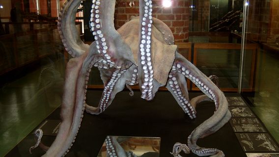 German Oceanographic Museum