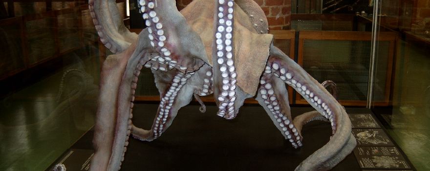 German Oceanographic Museum