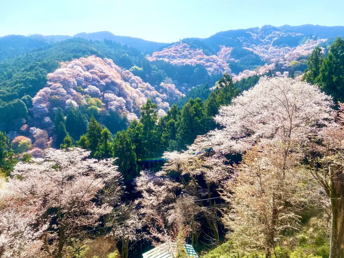 Hotels near Yoshimizu Shrine