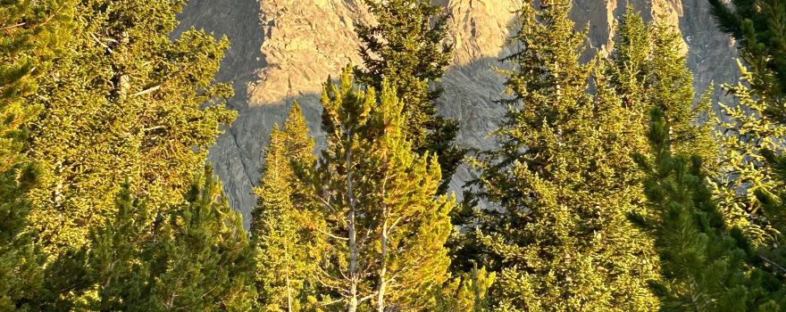 Wildland Llamas