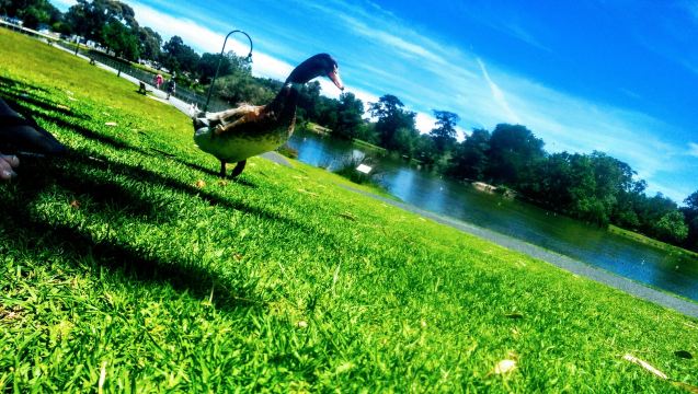 Lake Weeroona