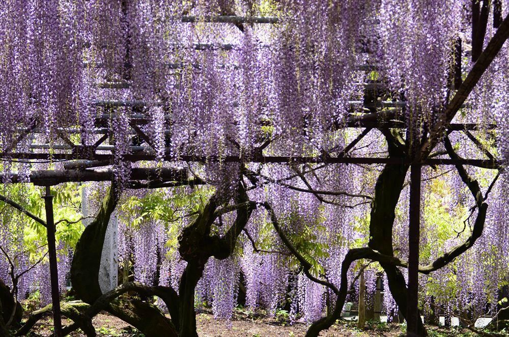 Japanese Wisteria of Kurogi