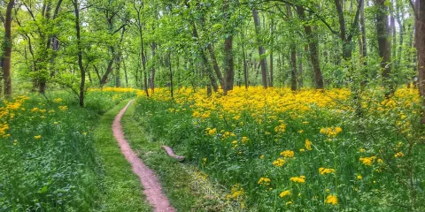 Chickasaw Trace County Park