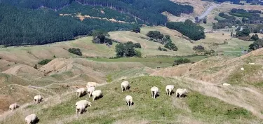 Paekakariki Hill