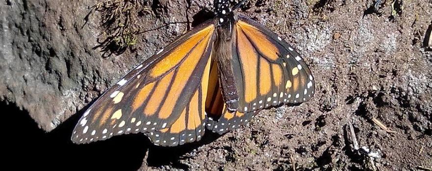 La Reserva de la Biosfera Mariposa Monarca