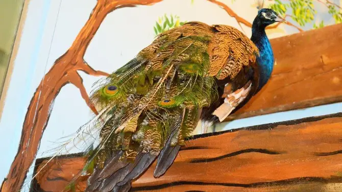 Fauna Land