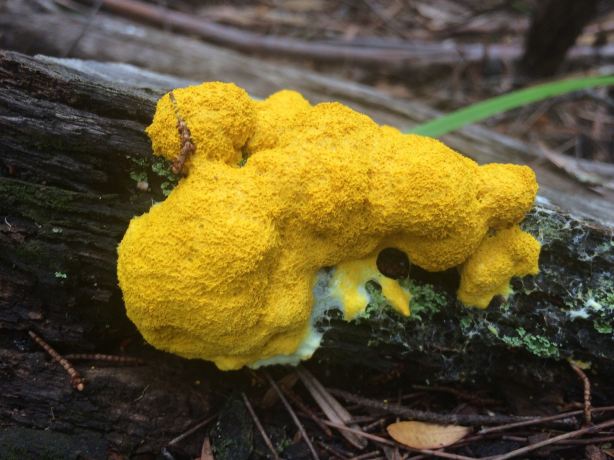 Douglas-Apsley National Park