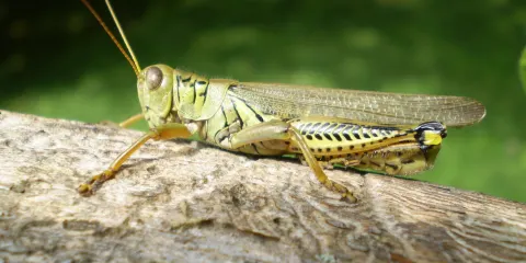 Stratford Ecological Center