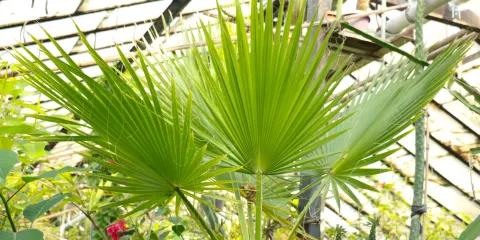 E. Gareyev Botanical Garden