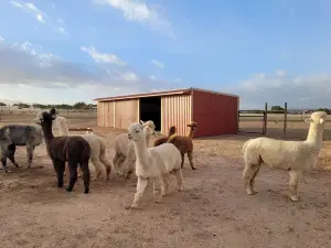 Humming Desert Alpacas