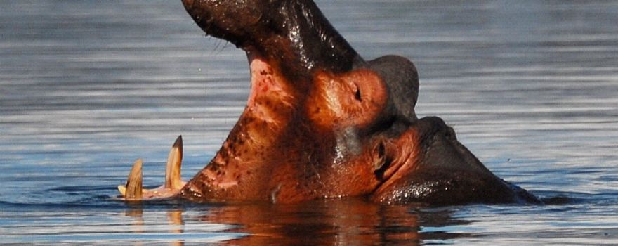 African Big5 Safaris