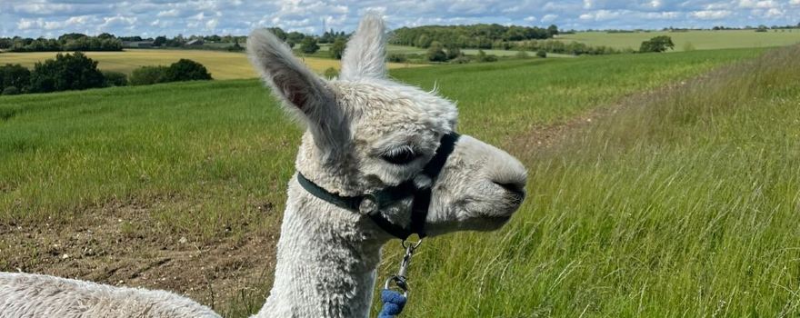 Hilly Ridge Alpacas
