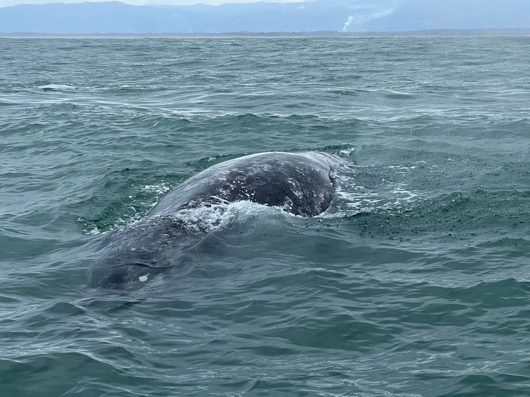 5_Stella's Adventures