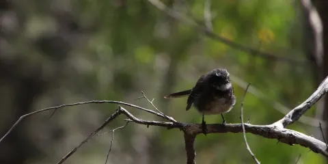 Lookout Rock State Reserve