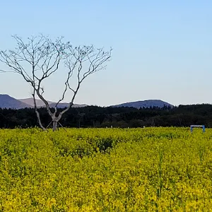 Canola Field