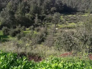 El Puchero