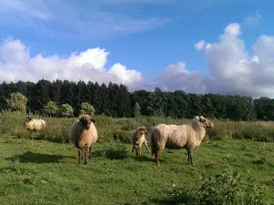 Gutsmolkerei Selgenhof Frühauf GbR Lieferdienste