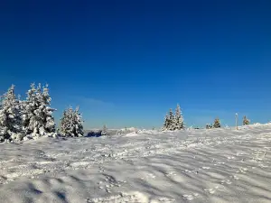 Schnepfenried