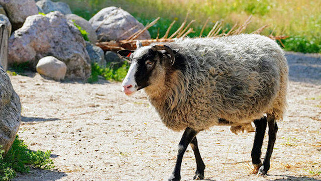 Fallkulla Domestic Animal Farm