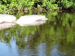 Dolphins travel ecolodge