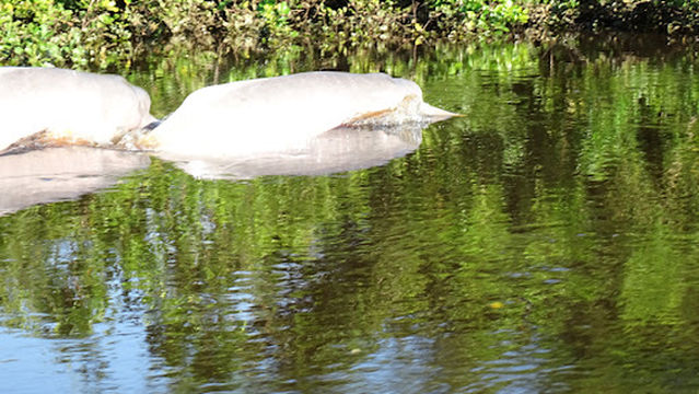 Dolphins travel ecolodge