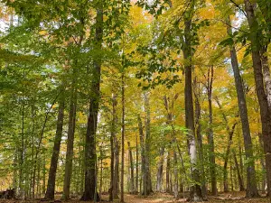 Burchfield Park