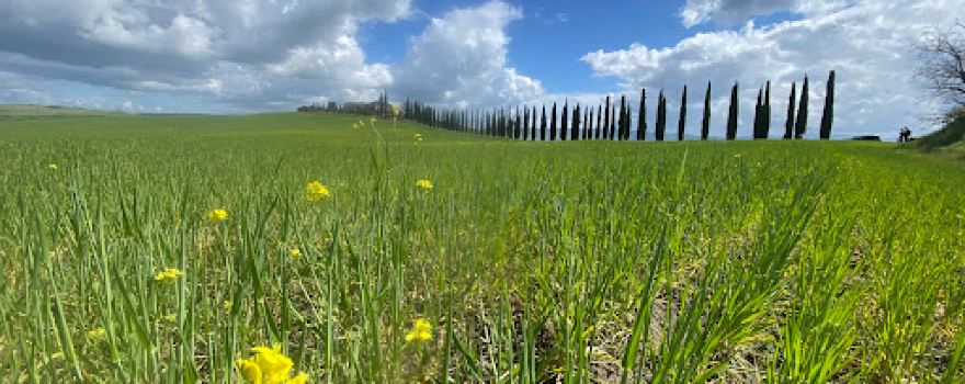 Viale di cipressi