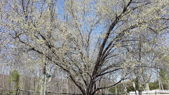 Collinsville Jaycee Park