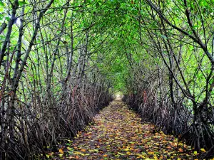 Wisata Alam Mangrove Sedari