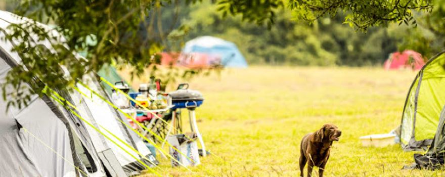 Mendip Basecamp Family Campsite