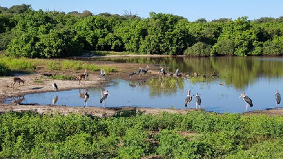 Chobe National Park Stretch Point