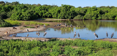 Chobe National Park Stretch Point