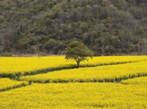 Popular Spring Outings in Qingyang