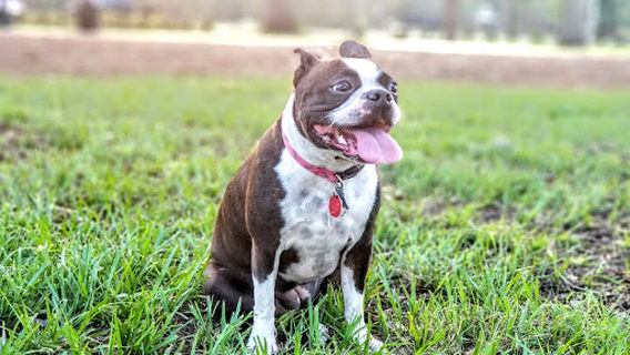 Paw Park of Historic Sanford