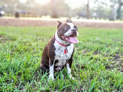Paw Park of Historic Sanford
