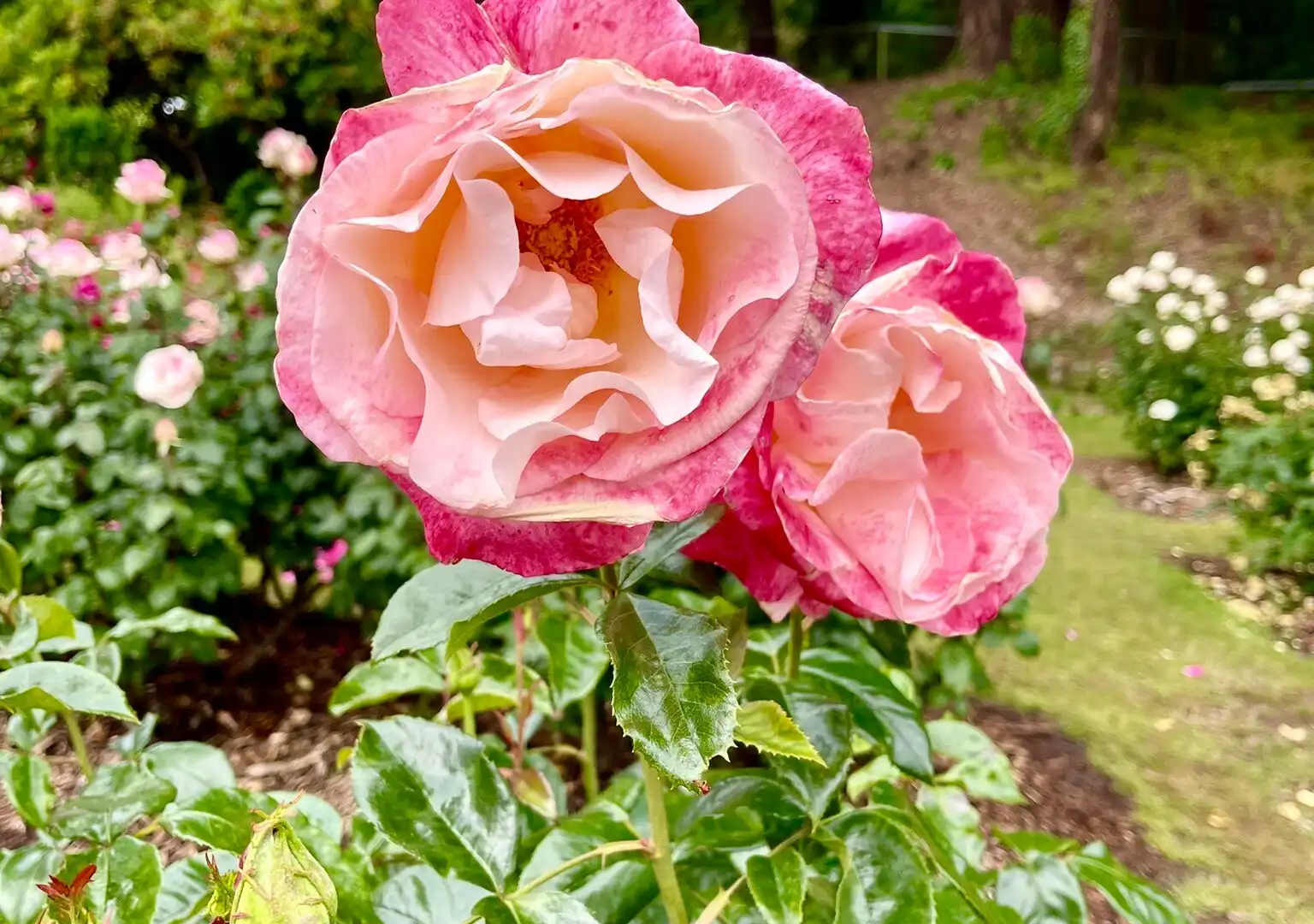 Hotels in der Nähe von Peninsula Park and Rose Gardens