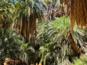 Terjit Oasis