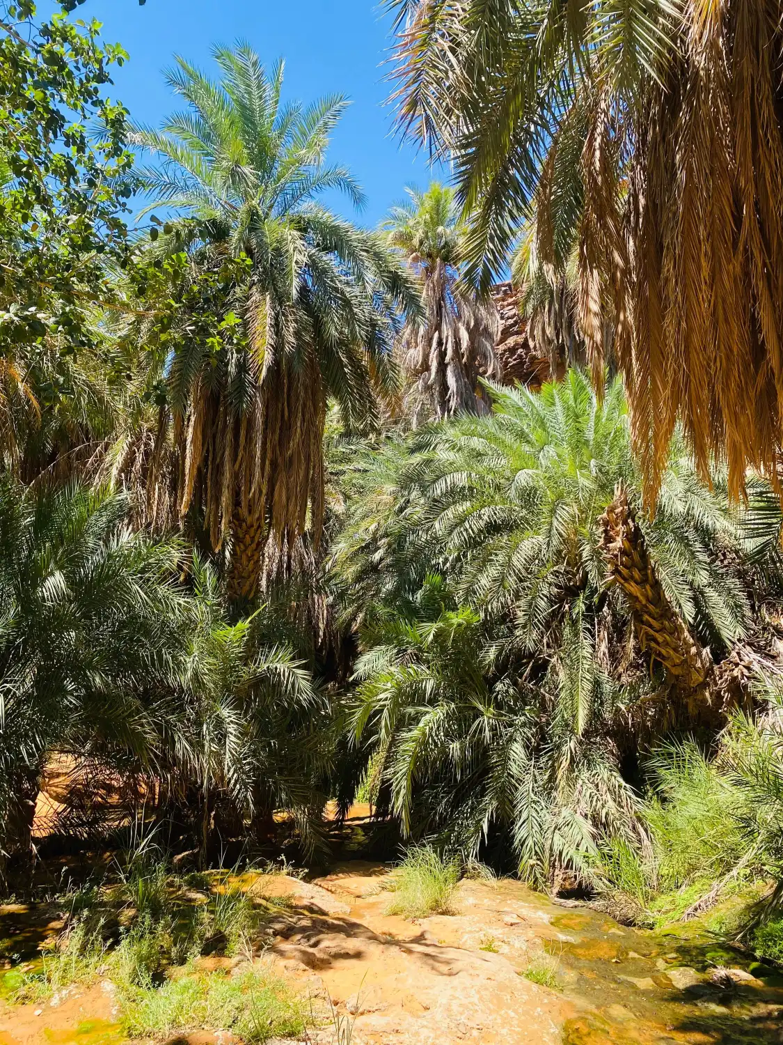 Hotels near Terjit Oasis