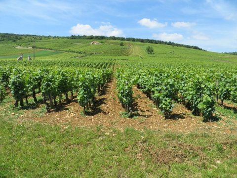 도멘 드 라 로마네 콩티