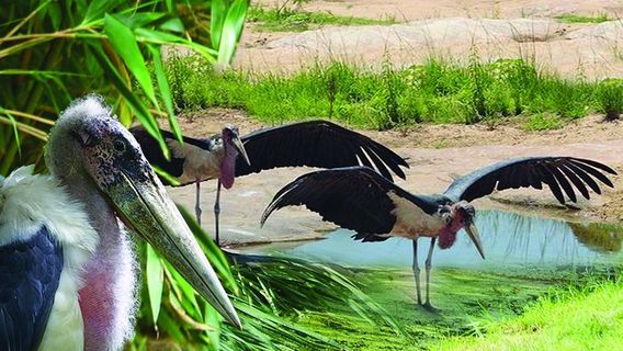 Zoo and Castle Bourbansais