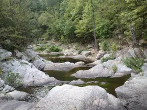 Talladega National Forest