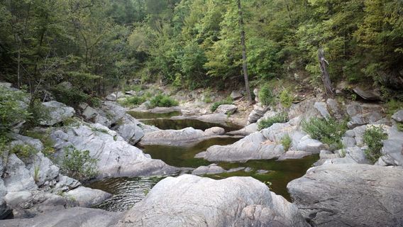 Talladega National Forest