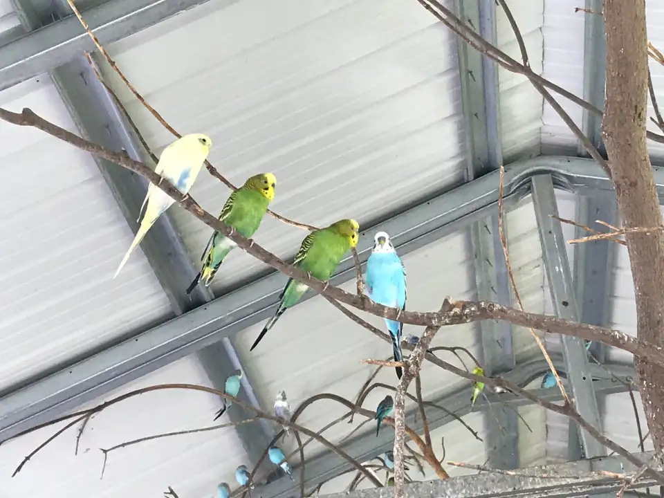 4_Hovatter’s Wildlife Zoo