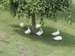 Парк дос Кондес