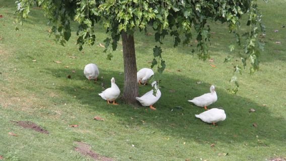 Parque Dos Condes