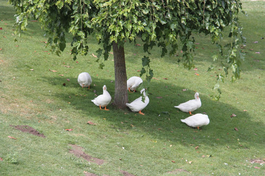Parque Dos Condes
