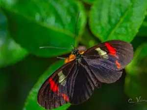 Butterfly Park Empuriabrava